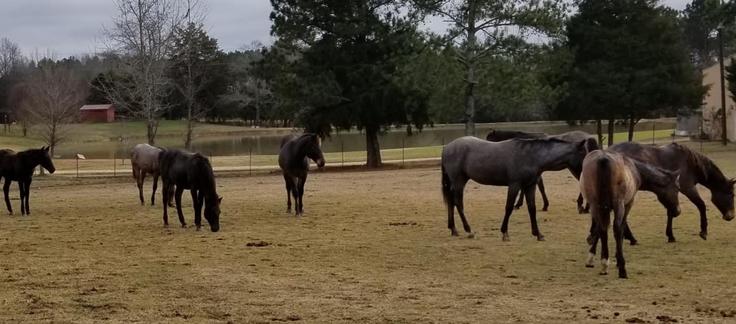 B and N Quarter Horses
